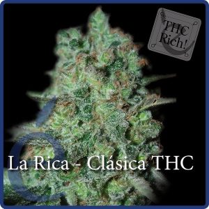 La Rica Clasica THC Elite Seeds Semi Femminizzati cime resinose