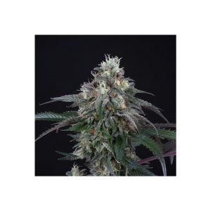 Lemon Curd Perfect Tree Semi Femminizzati cime resinose