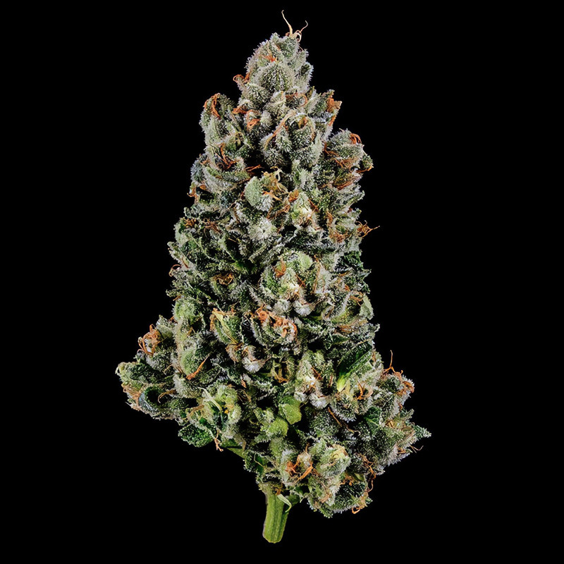 Lemon OG Kush - DNA Genetics - Semi Femminizzati, vista 3