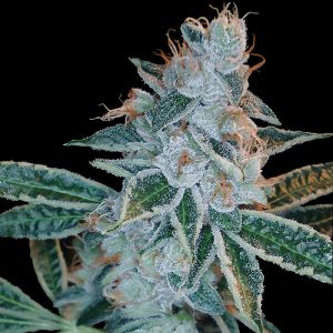 Lemon OG Kush DNA Genetics Semi Femminizzati cime resinose