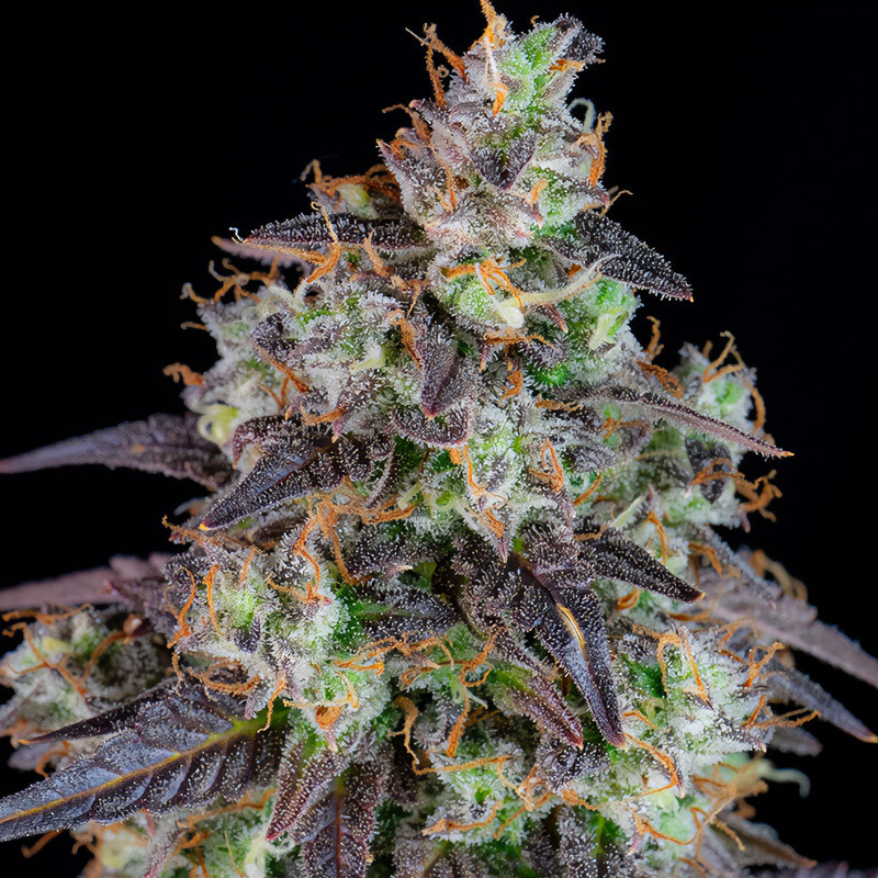 Lemon Pie Auto - FastBuds - Semi Autofiorenti, vista 3