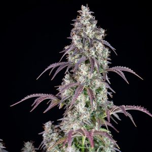 Lemon Pie Auto FastBuds Semi Autofiorenti cime resinose
