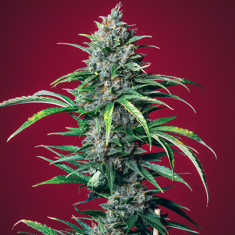 Lemon Pie Auto - FastBuds - Semi Autofiorenti, vista 4