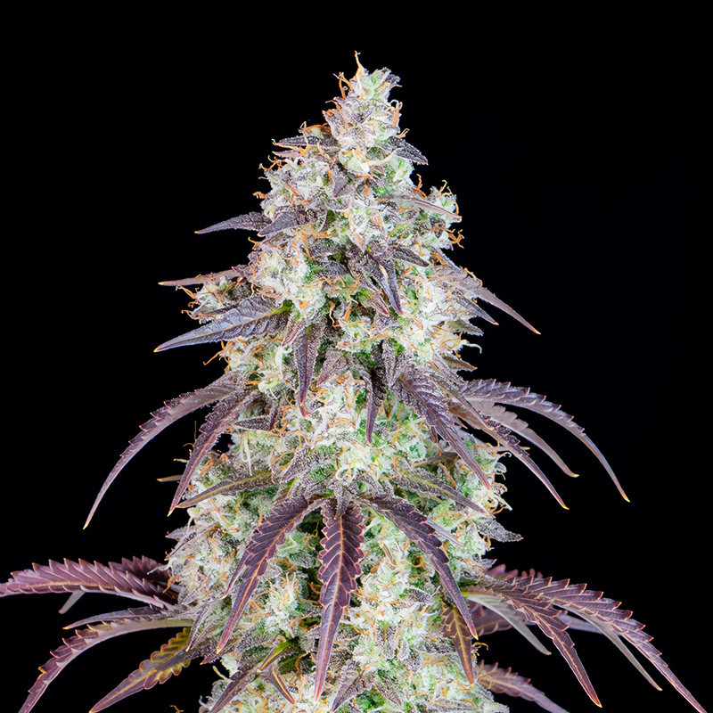 Lemon Pie Auto - FastBuds - Semi Autofiorenti, vista 5