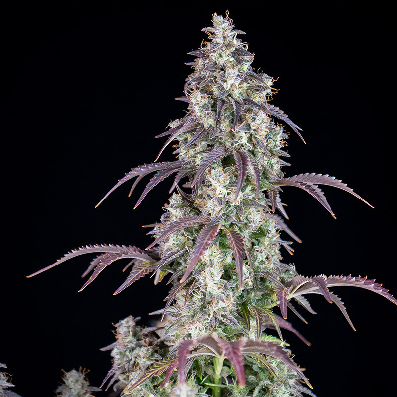 Lemon Pie Auto FastBuds Semi Autofiorenti cime resinose