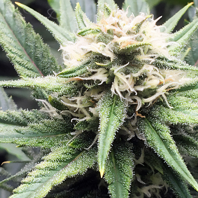 Lemon Shining Silver Haze - Royal Queen Seeds - Semi Femminizzati, vista 3