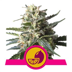 Lemon Shining Silver Haze Royal Queen Seeds Semi Femminizzati cime resinose
