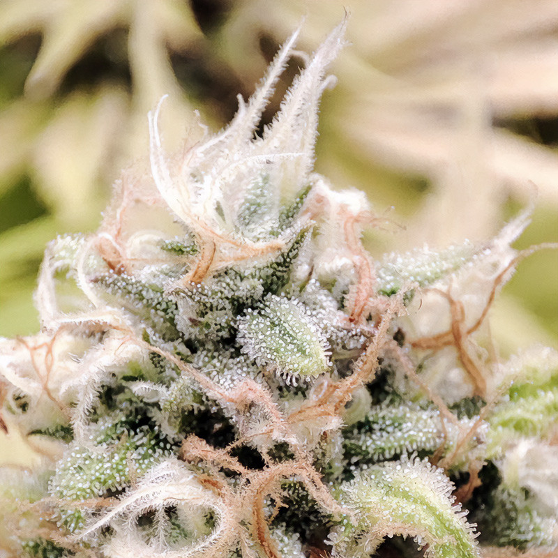 Lemon Shining Silver Haze - Royal Queen Seeds - Semi Femminizzati, vista 4