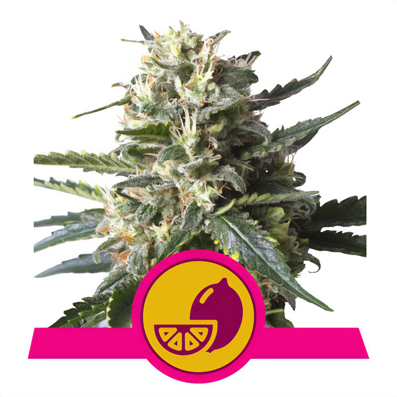 Lemon Shining Silver Haze Royal Queen Seeds Semi Femminizzati cime resinose