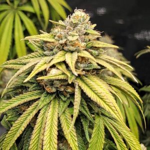 Lemonade Kush Semi Femminizzati cime resinose