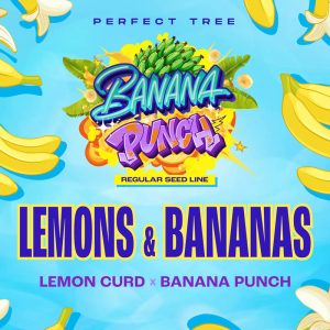 Lemons & Bananas Perfect Tree Semi Regolari pianta madre