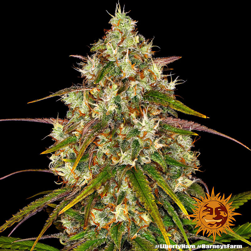 Liberty Haze - Barney's Farm - Semi Femminizzati, vista 2