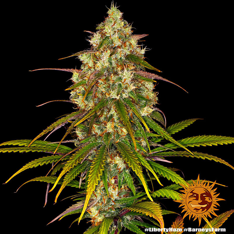 Liberty Haze - Barney's Farm - Semi Femminizzati, vista 3