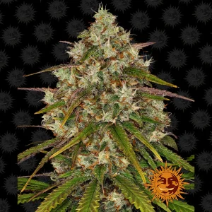 Liberty Haze Barney's Farm Semi Femminizzati cime resinose