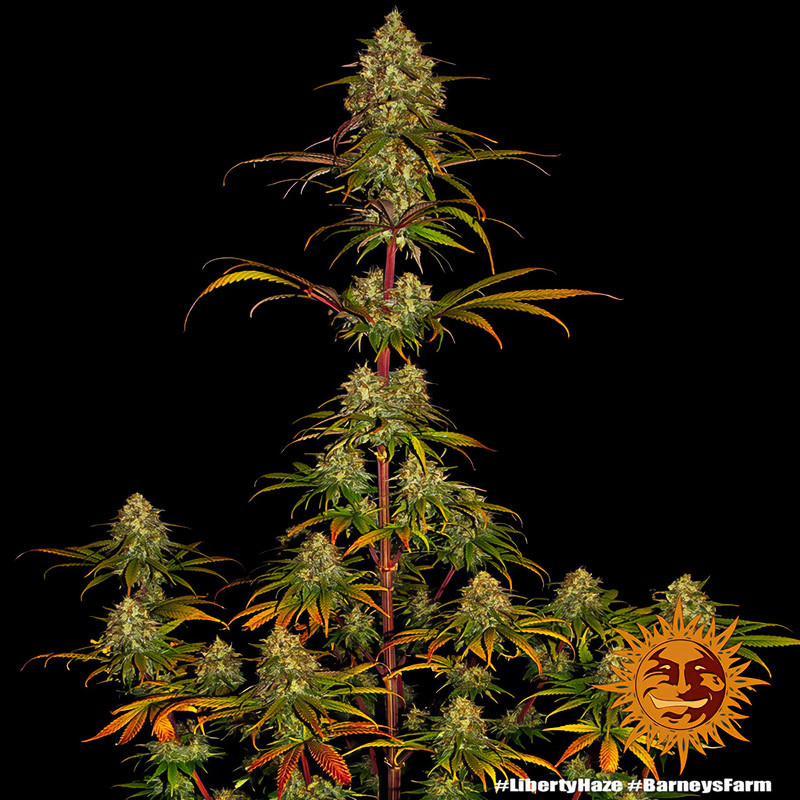 Liberty Haze - Barney's Farm - Semi Femminizzati, vista 4