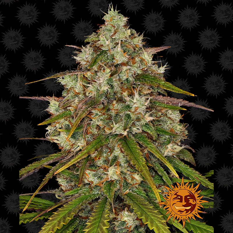 Liberty Haze Barney's Farm Semi Femminizzati cime resinose