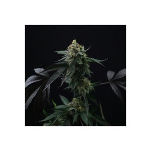 Lime Ozz Perfect Tree Semi Femminizzati cime resinose