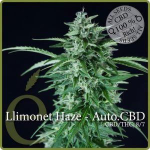 Llimonet Haze Auto Elite Seeds Semi CBD cime resinose