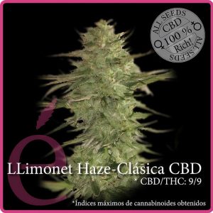 Llimonet Haze Clasica Elite Seeds Semi CBD cime resinose
