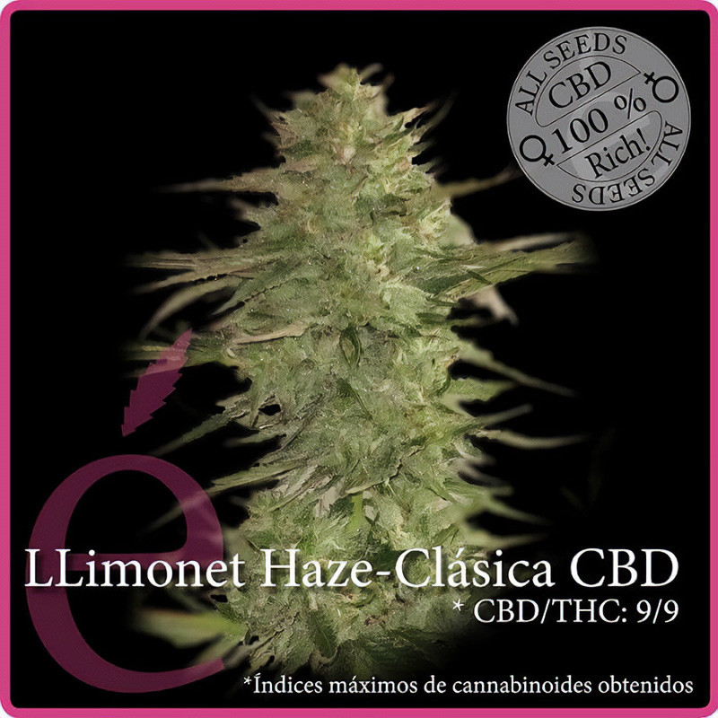 Llimonet Haze Clasica Elite Seeds Semi CBD cime resinose