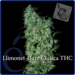 Llimonet Haze THC Elite Seeds Semi Femminizzati cime resinose