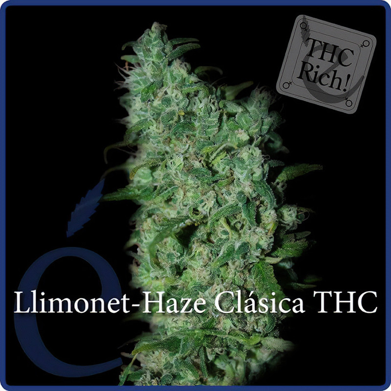 Llimonet Haze THC Elite Seeds Semi Femminizzati cime resinose