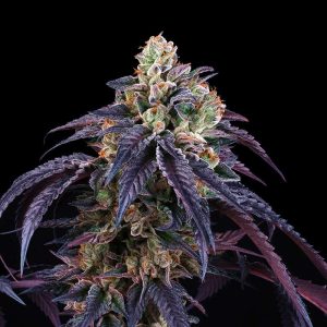 Loukoum Perfect Tree Semi Femminizzati cime resinose