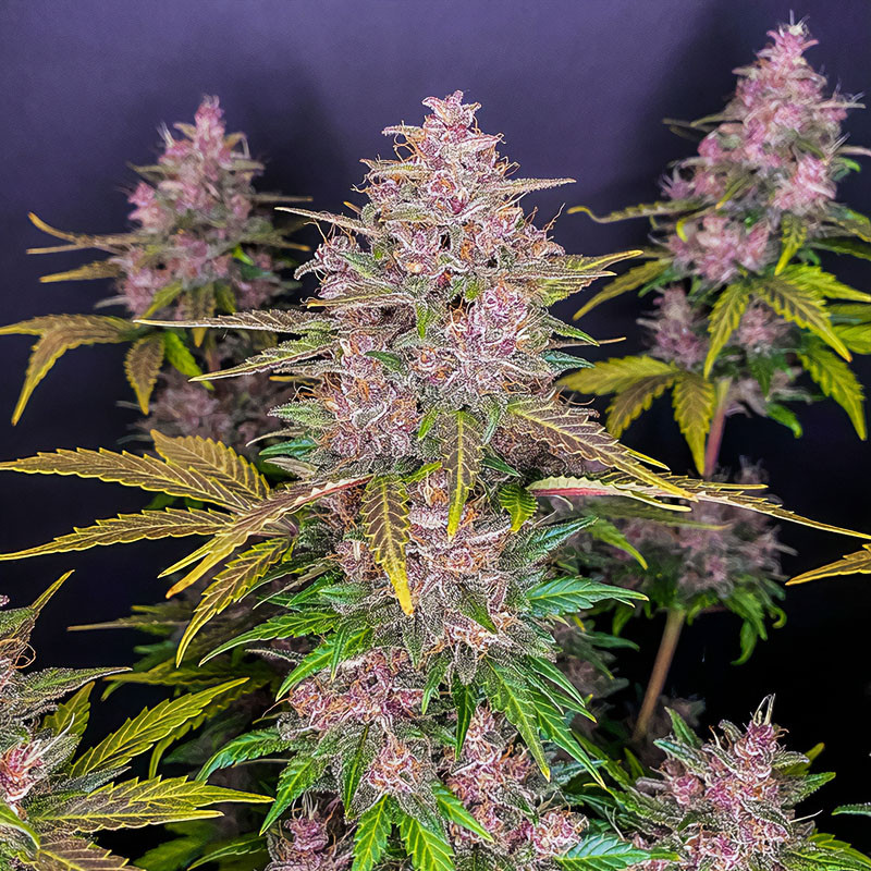 LSD-25 Auto - FastBuds - Semi Autofiorenti, vista 3