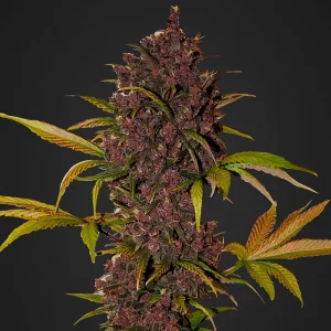 LSD-25 Auto FastBuds Semi Autofiorenti cime resinose