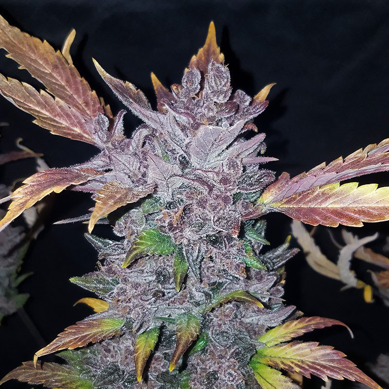 LSD-25 Auto - FastBuds - Semi Autofiorenti, vista 4