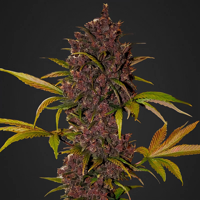 LSD-25 Auto FastBuds Semi Autofiorenti cime resinose