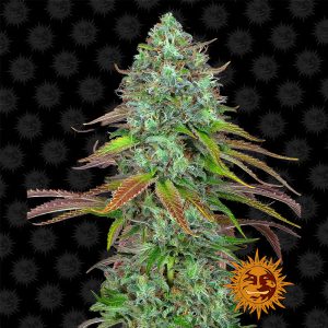 LSD Auto Barney's Farm Semi Autofiorenti cime resinose