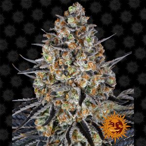 LSD Barney's Farm Semi Femminizzati cime resinose