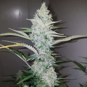 Mandarine Caramel XXL Semi Autofiorenti cime dolci