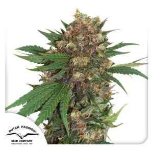Master Kush Dutch Passion Semi Femminizzati cime resinose