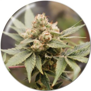 Medical Grape Medical Seeds Semi CBD cime resinose