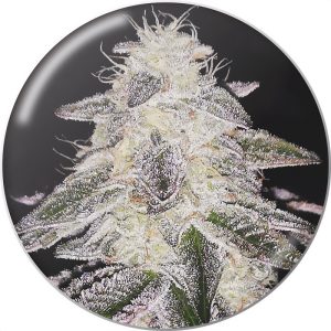 Medical Runntz Medical Seeds Semi Femminizzati cime colorate
