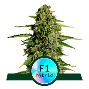 Medusa F1 Royal Queen Seeds Semi Autofiorenti cime resinose