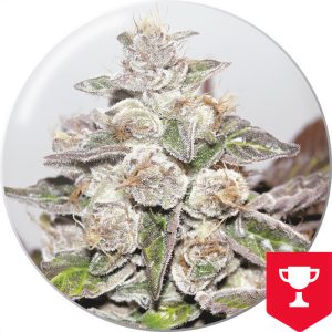 Mendocino Purple Kush Medical Seeds Semi Femminizzati cime viola
