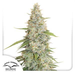 Meringue Dutch Passion Semi Femminizzati cime resinose