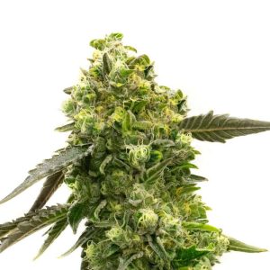 Mexican Haze Semi Femminizzati cime lunghe