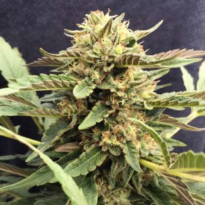 Midas Semi CBD cime dense ricche di CBD