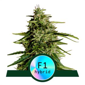 Milky Way F1 Royal Queen Seeds Semi Autofiorenti cime resinose
