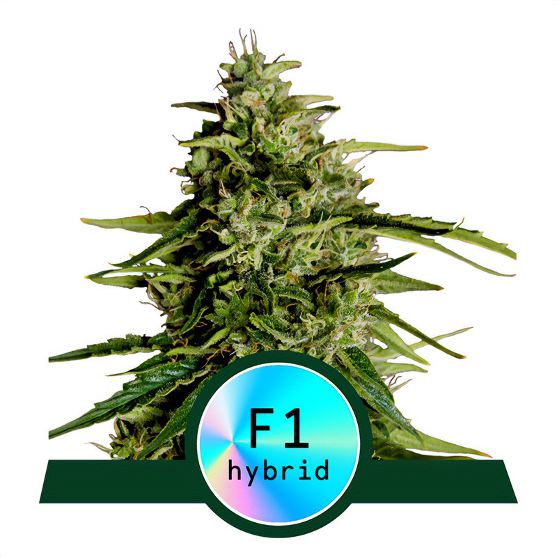 Milky Way F1 Royal Queen Seeds Semi Autofiorenti cime resinose