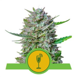 Mimosa Automatic Royal Queen Seeds Semi Autofiorenti cime resinose