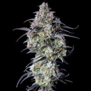 Mimosa Cake Auto FastBuds Semi Autofiorenti cime resinose