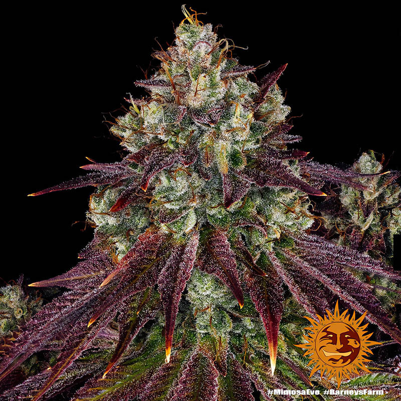 Mimosa EVO - Barney's Farm - Semi Femminizzati, vista 2