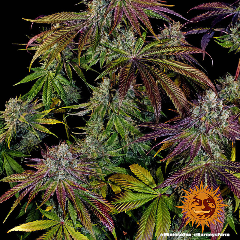 Mimosa EVO - Barney's Farm - Semi Femminizzati, vista 3