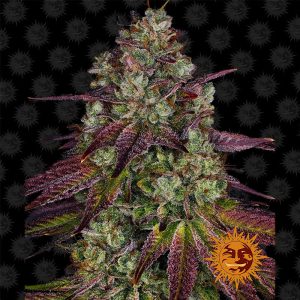 Mimosa EVO Barney's Farm Semi Femminizzati cime resinose