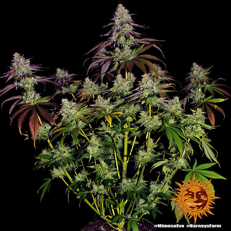 Mimosa EVO - Barney's Farm - Semi Femminizzati, vista 4